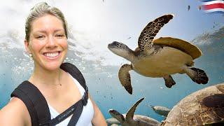 Releasing Baby Sea Turtles in Costa Rica