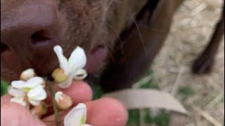 Harvesting black Locust flowers