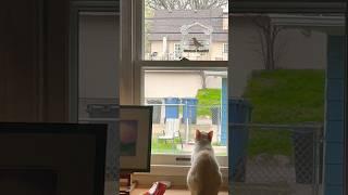 "The Cat and the Bird" Short Film #cat