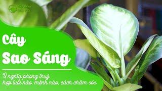 Cây Sao Sáng: Ý nghĩa phong thuỷ, hợp tuổi nào, mệnh nào, cách chăm sóc