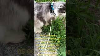 17.06.2025 г .Уже 05-00 утра , все ещё спят а мы уже на свежем воздухе.