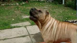 (HD) My Chinese Shar-Pei: BARK!