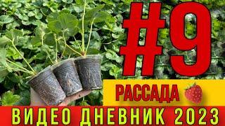 Рассада клубники .Видео дневник 2023 .ЧАСТЬ #9