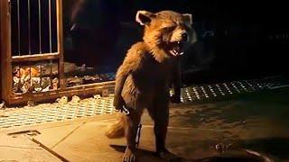 Rocket's Emotional Scenes - Guardians Of The Galaxy Vol 3