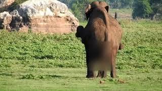 Elephants Mating