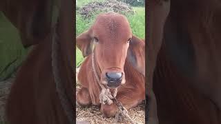hf female calf #viralvideo #yt