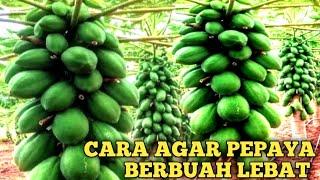 CARA AGAR PEPAYA BERBUAH LEBAT