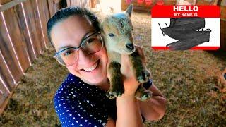 She's Been Named! (& An Attempt at Dandelion Jelly)| Goat Herd & Farm Life VLOG