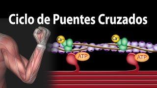 Contracción Muscular - Ciclo de Puentes Cruzados. Alila Medical Media Español.