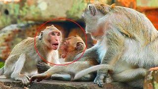 OMG! Janna Monkey Was attacked & Bitten By An Old Monkey And Her Baby So Seriously So Pitiful Janna!