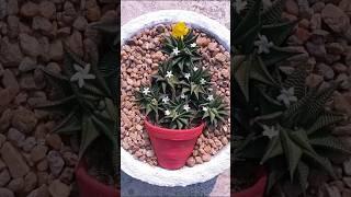 Christmas tree made with cactus /Rooftop garden and crafts.