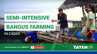 PUHUNAN AT KIKITAIN: Semi-Intensive Bangus Farming in Cages I  Tateh TV  EP 102