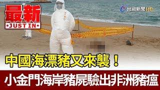 中國海漂豬又來襲！ 小金門海岸豬屍驗出非洲豬瘟【最新快訊】