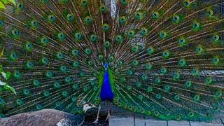 Peacock opening feathers 🪶 PeacockParty Youtube Shorts Collection  @PeacockParty