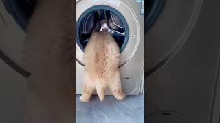 호기심 많은 아기 골댕이에겐 모든 것이 장난감 ️ #shorts #골댕이 #강아지 #pets #animals #goldenretriever