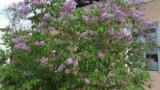 Ул Ибрагимова - бывшая Шевченко в городе Арысь.