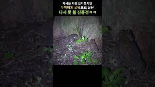 새끼살모사 VS 두꺼비X2  #animals #살모사#독사#wildlife #toad