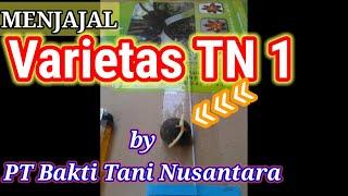 Review BENIH KKS UNGGUL Varietas TN 1 dr PT BAKTI TANI NUSANTARA || masa produksi hingga 35 Thn ||