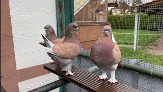 The breeding of pigeons | Amazing Fancy Pigeon ⁴ᴷ