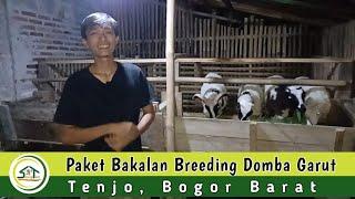 PAKET BAKALAN BREEDING SUPER DOMBA GARUT KE TENJO BOGOR