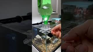 BEST Way ecosystem Fishtank  #trending #aqurium #fishaquarium #fishtanksetup #fish #shortsfeed #diy