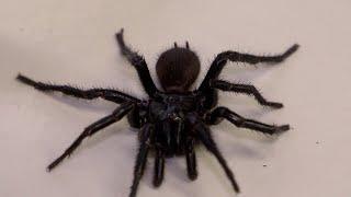 Scientists in Australia discover larger “Big Boy” species of deadly funnel web spiders