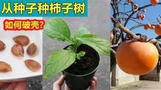 Growing Persimmon tree from seeds 从种子种柿子树