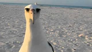 Laysan Albatross wants to dance at Midway Atoll Beach!