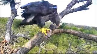 AEF NEFL Eagle Cam 2 11 2018 Spirits first Branch~Flyeagle78