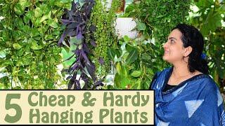 5 Cheap and Hardy Hanging Plants You should Own | My favourite hanging plants | My Recommendations