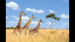 The Uniqueness of The Endangered Long-Necked Giraffe - The Animals