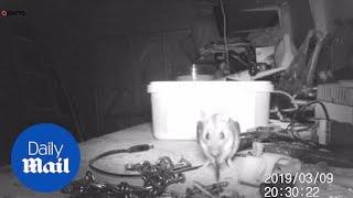 ADORABLE mouse is caught tidying up garden shed!