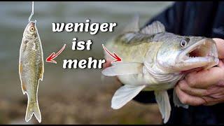 Mit Köderfisch am Fluss! Die beste & einfachste Grundmontage zum Angeln