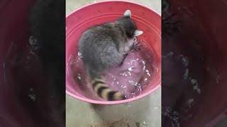 Raccoon Having Fun Catching Fish || ViralHog