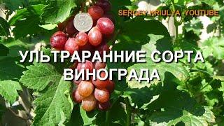 Ультраранние сорта винограда. 30 июля - 2 августа 2020 г. www.vinograd-kriulya.com