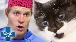 Vet is Heartbroken by Kitten Found in Box so he Adopts Her ️ | Bondi Vet Clips | Bondi Vet