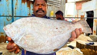 KASIMEDU  SPEED SELVAM | SOLE NAAKKU FISH CUTTING VIDEO | IN KASIMEDU | FF CUTTING 