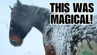 Winter In Montana ~ Horses enjoy the freshly fallen snow!