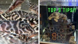 How to Breed Hypancistrus L333 King Tiger Pleco