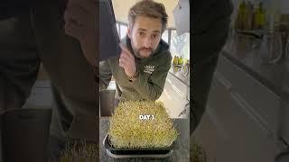 Grow your own Microgreens 