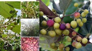 How to grow Falsa plant at home  ||Care and making soil in big pot