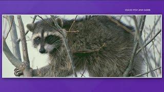 Idaho infant attacked, hospitalized by raccoon inside family home