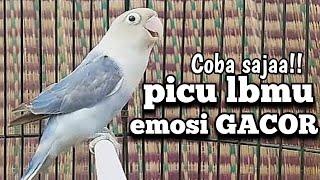 Di awali manggil!! picu labet lawan gacor hingga rajin ngekek | masteran lovebird ngekek