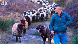 Çoban Adem'in Sürüsü- Köye Adanmış Hayat| Belgesel-4K