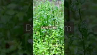 Daily Calm | Sound of Heavy Rain On Greens #argamon #am