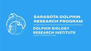 The Sarasota Dolphin Research Program