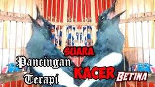 Pancingan suara Kacer betina gacor jitu Auto konslet narung ngotot full emosi Buka Paruh