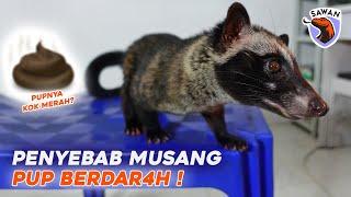 MENGOBATI MUSANG YANG PUP-NYA BERD4RAH ! #SAWAN