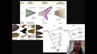 Evolução dos Peixes aula