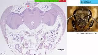 Normal Microscopic Anatomy of Honeybees